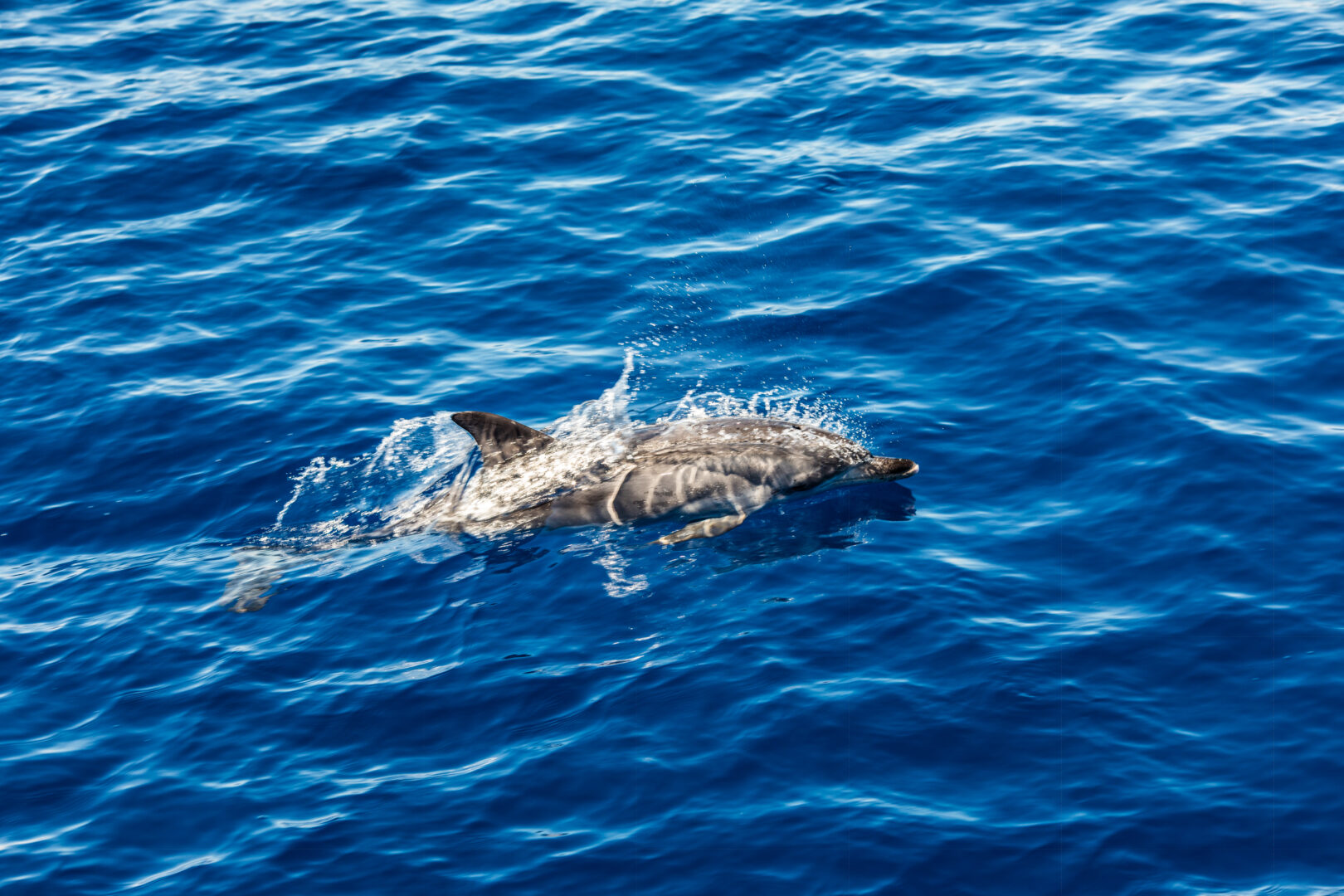 Atlantic striped dolphins near the Azores Island. Dolphin in the ocean waves